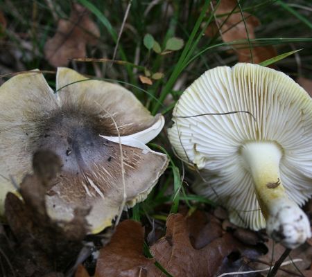 Tricholoma sejunctum